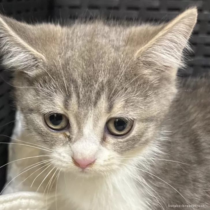 マンチカン(短足)【千葉県・女の子・2024年9月22日・ブルーシルバータビー&amp;ホワイト】の写真1