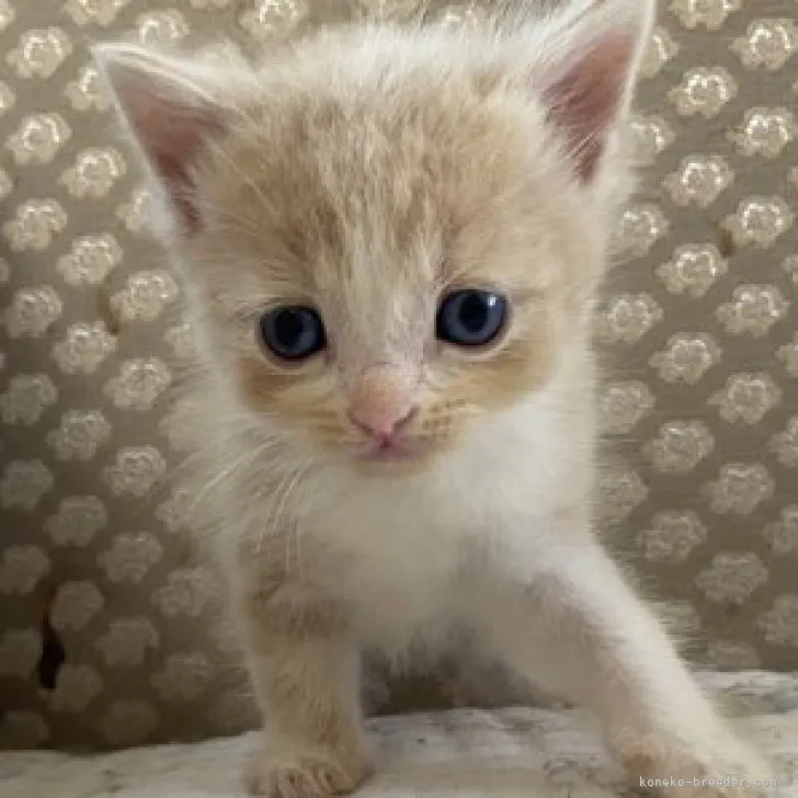 ID:2308-02849の子猫