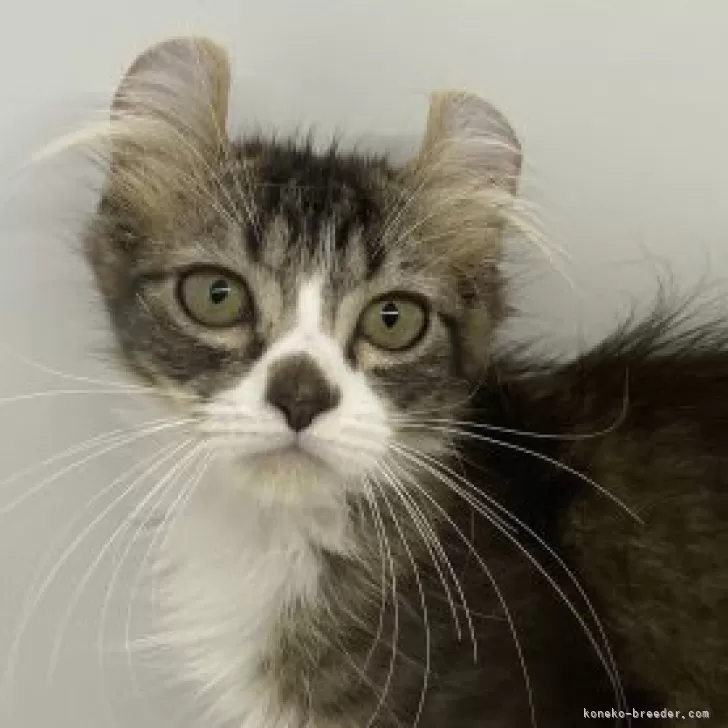 ID:2309-03202の子猫