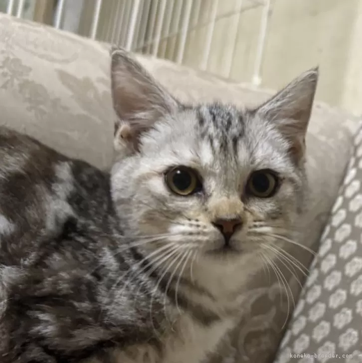 ID：2407-01727の子猫