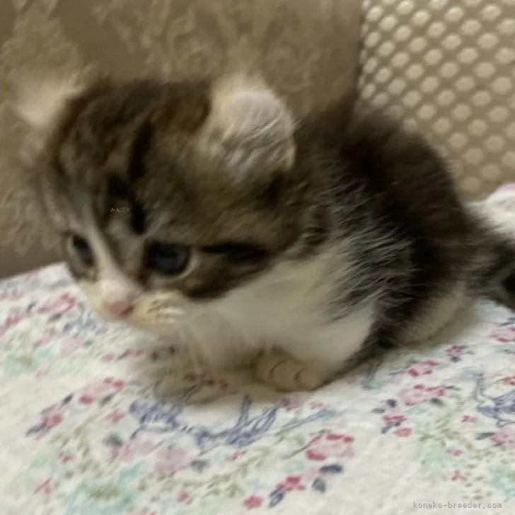 ID:2311-00389の子猫