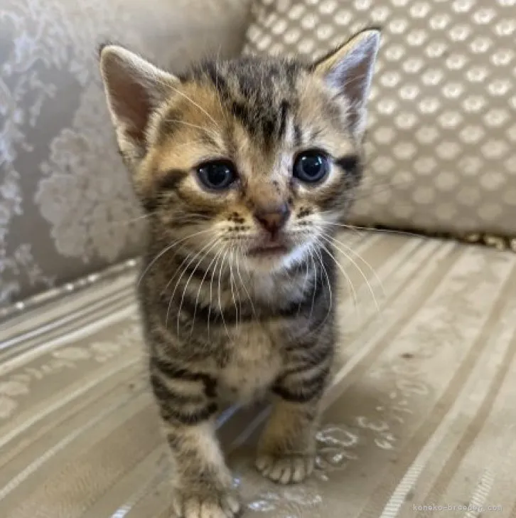ID:2307-02657の子猫