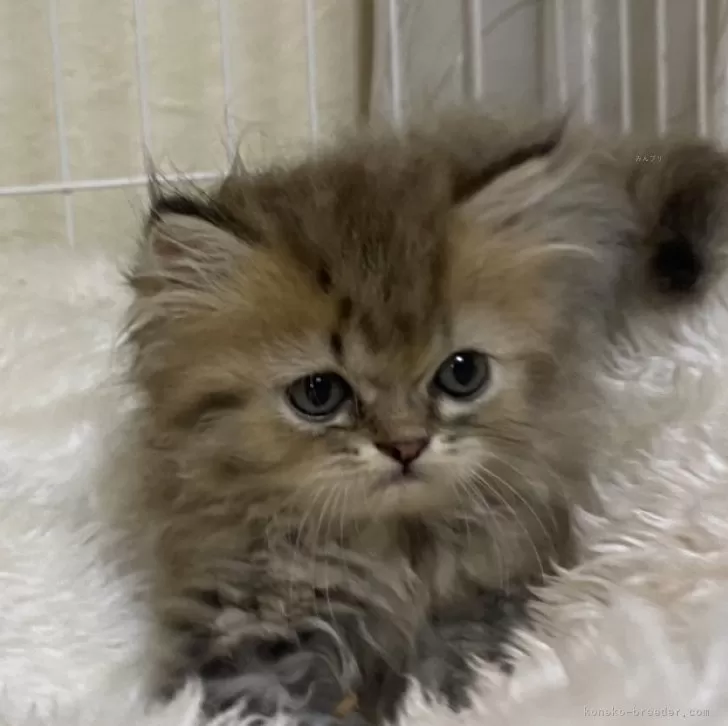 ID:2407-02308の子猫