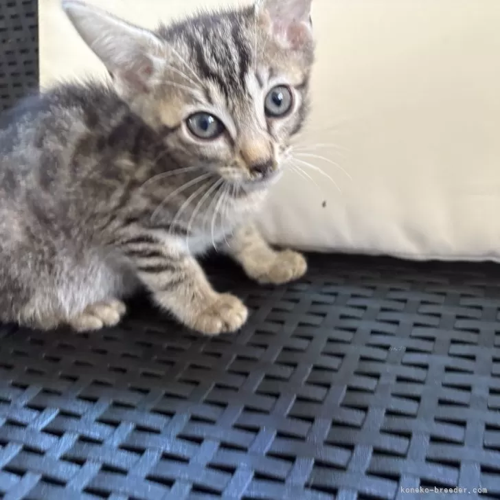 ID：2411-01971の子猫