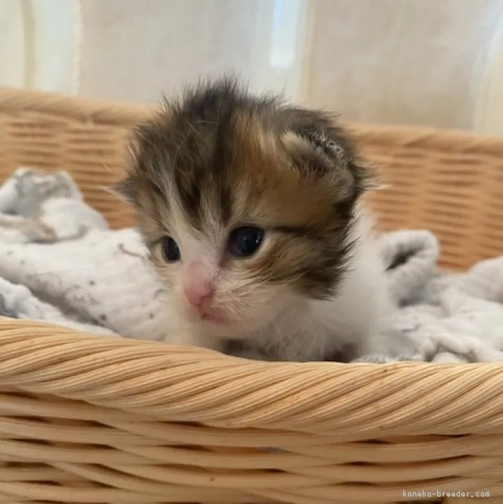 ID:2306-00660の子猫
