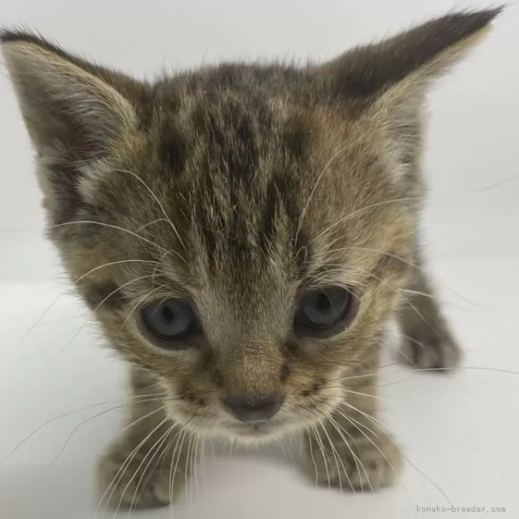 ID：2402-01667の子猫