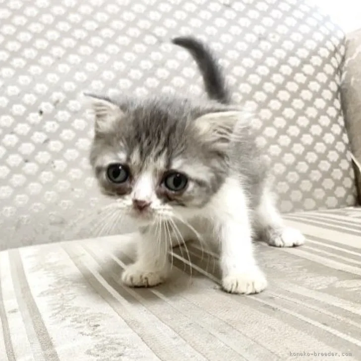 ID：2307-01693の子猫