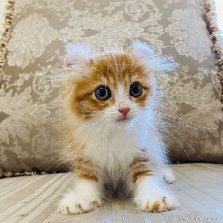 ID：2306-00586の子猫