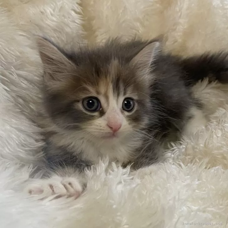 ID:2407-01741の子猫