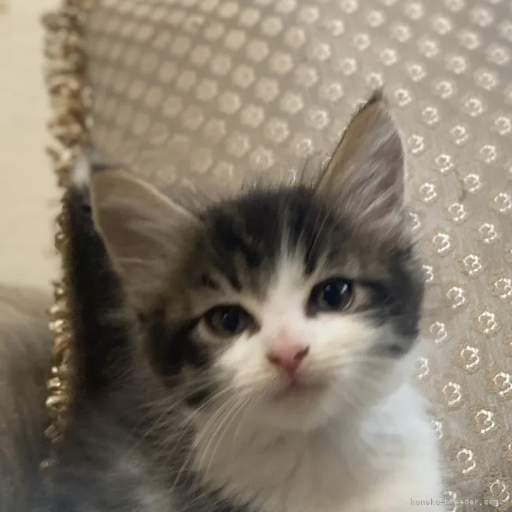 ID：2307-02835の子猫