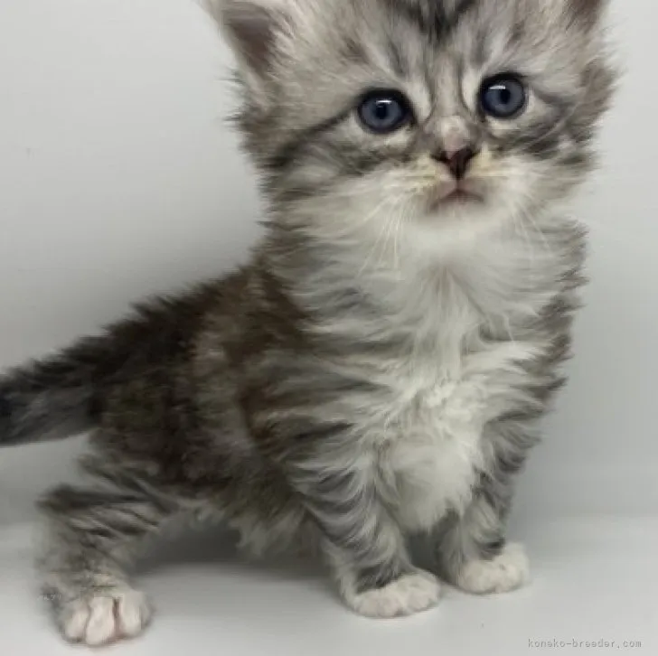 ID：2311-00819の子猫
