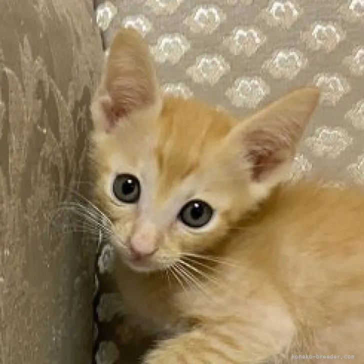 ID:2310-01169の子猫