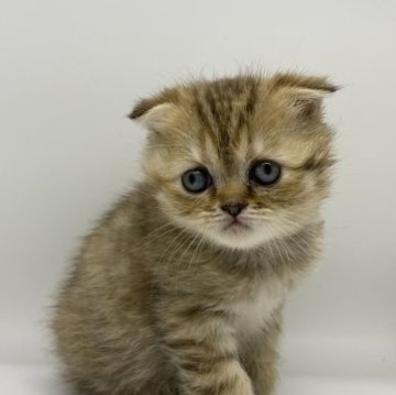 フォールデックス【千葉県・女の子・2023年11月10日・シェーデットゴールデントーティーシェル（中短毛）】の写真「めちゃくちゃ可愛い⭐️年末セール⭐️🩷」