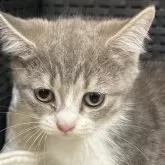 マンチカン(短足)【千葉県・女の子・2024年9月22日・ブルーシルバータビー&ホワイト】の写真1