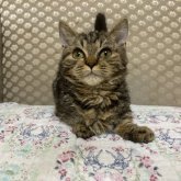 ラムキン