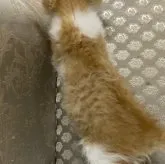 セルカークレックス【千葉県・男の子・2023年8月3日・レッドタビー&ホワイト】の写真2「9/20撮影」