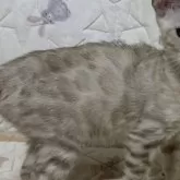 ベンガル【千葉県・女の子・2024年8月8日・シールシルバーミンクスポテッドタビー(ロゼット)】の写真5