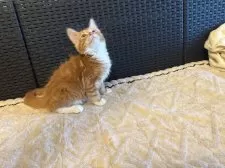 メインクーン【千葉県・女の子・2025年9月21日・レッドタビー&ホワイト】の写真11