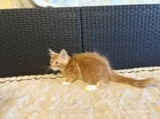 メインクーン【千葉県・女の子・2025年9月21日・レッドタビー&ホワイト】の写真12