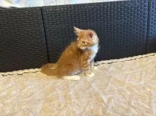 メインクーン【千葉県・女の子・2025年9月21日・レッドタビー&ホワイト】の写真13