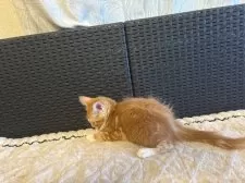 メインクーン【千葉県・女の子・2025年9月21日・レッドタビー&ホワイト】の写真15