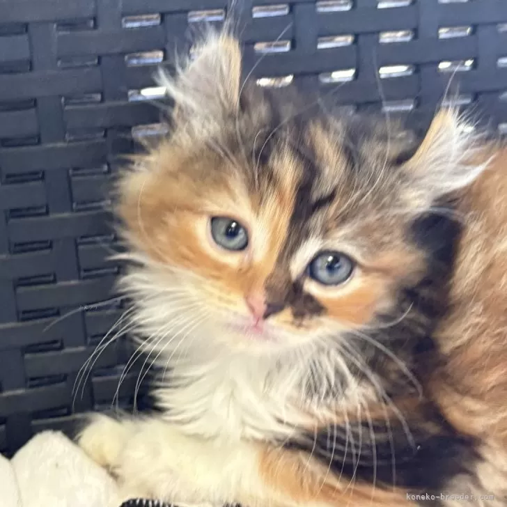 ID:2503-01939の子猫
