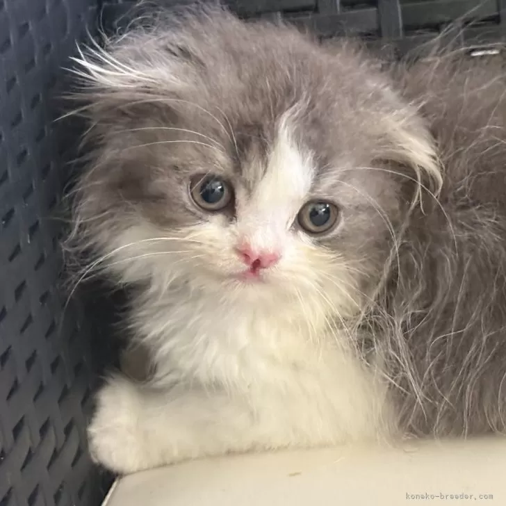 ID：2506-02231の子猫