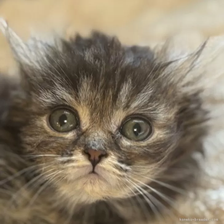 ID:2503-01946の子猫