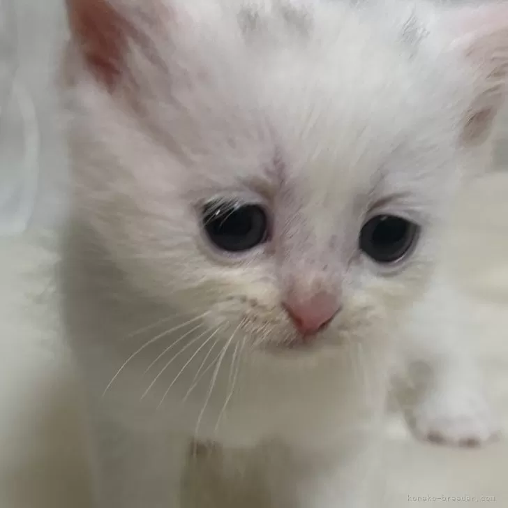 ID：2503-02077の子猫