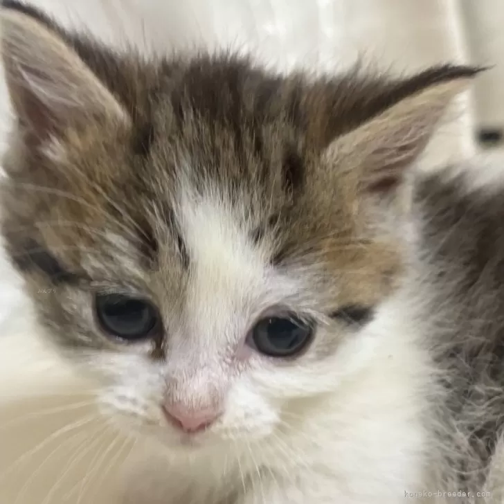 ID:2503-02065の子猫