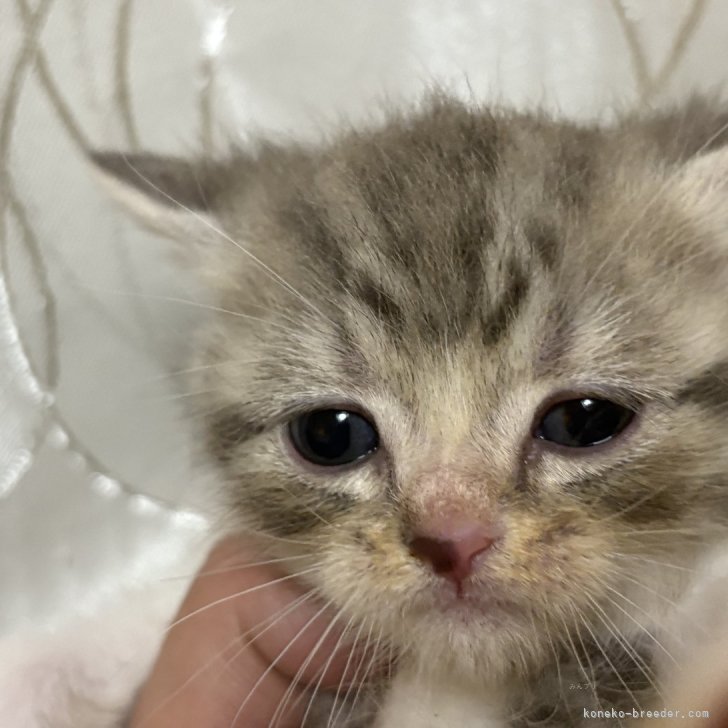 ちひねこページ にゃんこ大戦争】ちび開眼ステージの効率的な攻略順を解説！ちび