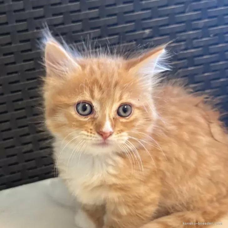 ID：2506-02591の子猫