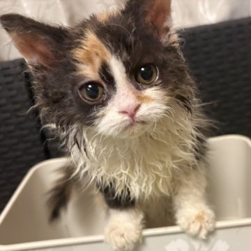 セルカークレックス【千葉県・女の子・2025年10月1日・キャリコ（ロングコート）】の写真「ショータイプの綺麗な子です。」