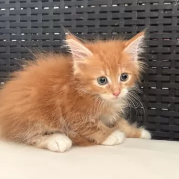 バヌアツ 5バツ メインクーン猫 2015年 バヌアツ 5バツ メインクーン猫 2015年 バヌアツ 5 Vatu メイン