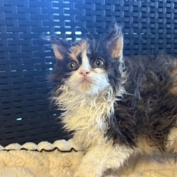 セルカークレックス【千葉県・女の子・2025年10月1日・キャリコ（ロングコート）】の写真「ショータイプの綺麗な子です。」