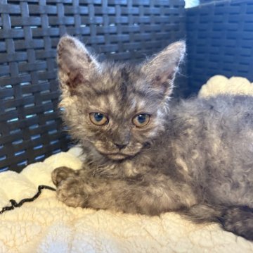 セルカークレックス【千葉県・男の子・2025年10月1日・ブラックスモーク（ショートヘア）】の写真「カール具合は良いですがペットタイプの男の子」