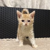 セルカークレックス