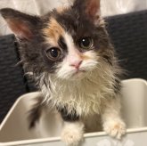 セルカークレックス