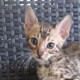 ベンガル