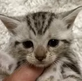 アメリカンショートヘア