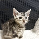 アメリカンショートヘア