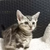 アメリカンショートヘア