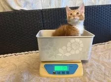 メインクーン【千葉県・女の子・2025年9月21日・レッドタビー&ホワイト】の写真3