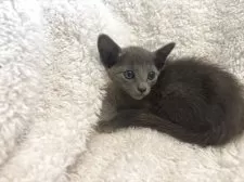 ロシアンブルー【千葉県・女の子・2025年5月4日・ブルー】の写真4