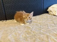 メインクーン【千葉県・女の子・2025年9月21日・レッドタビー&ホワイト】の写真5