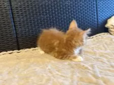 メインクーン【千葉県・女の子・2025年9月21日・レッドタビー&ホワイト】の写真7