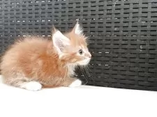 メインクーン【千葉県・男の子・2025年5月12日・レッドタビー&ホワイト】の写真9