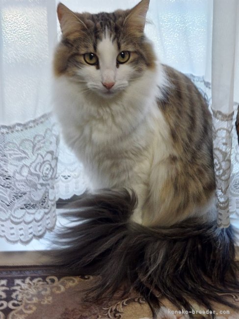 ノルウェージャンフォレストキャット【・女の子・2021年6月12日・ブラウン・マッカレル・タビー&ホワイト】「Fantarja Princess Freya」