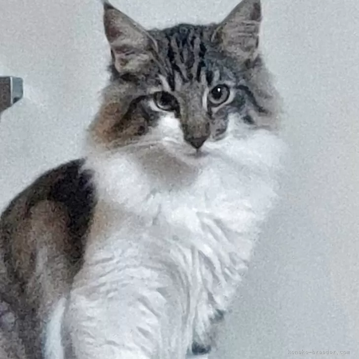 ノルウェージャンフォレストキャット【東京都・女の子・2025年3月14日・ブラウン・マッカレルタビー&amp;ホワイト】の写真1「(愛称) Vちゃん。」