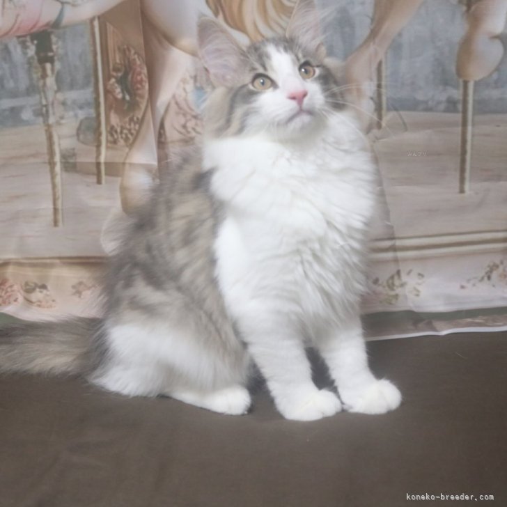 ブリーダー画像